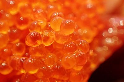 Close-up of caviars