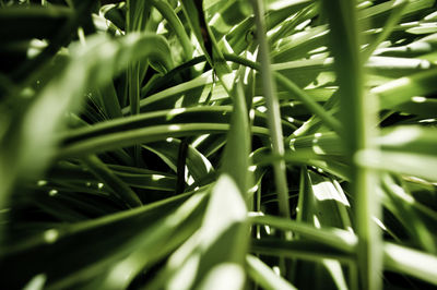 Close-up of green leaves