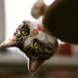 Close-up portrait of cat at home