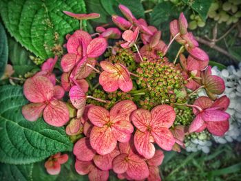 Close-up of pink flowers blooming outdoors