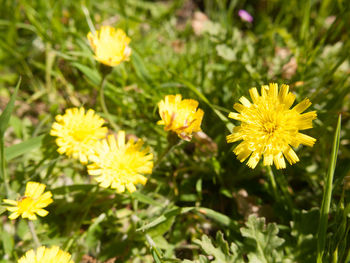 Close-up of yellow flowering plants on field