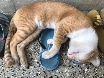 High angle view of ginger cat sleeping