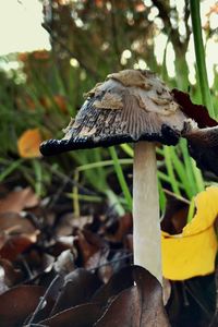 Close-up of mushroom