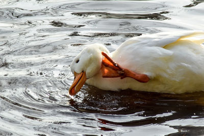 Close-up of swan swimming in lake
