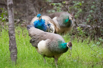 Close-up of peacock on field