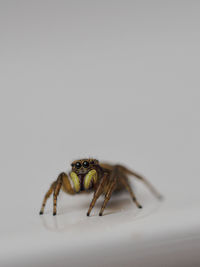 Close-up of spider