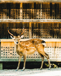 Portrait of deer standing against wood