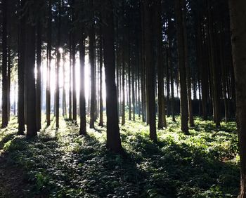 Trees growing in forest