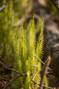 Close-up of plant growing on field