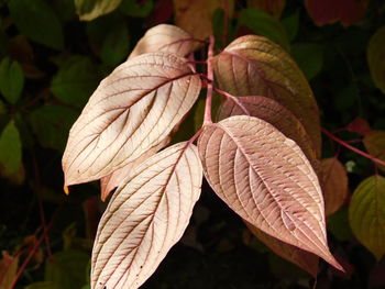 Close-up of leaves on plant