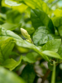 Close-up of plant