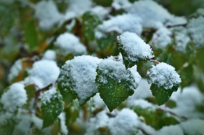 Close-up of snow on tree