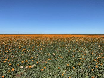 Scenic view of field against clear sky