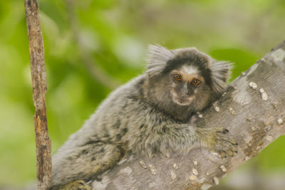 Close-up portrait of common marmoset on tree