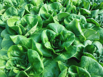 Full frame shot of green leaves