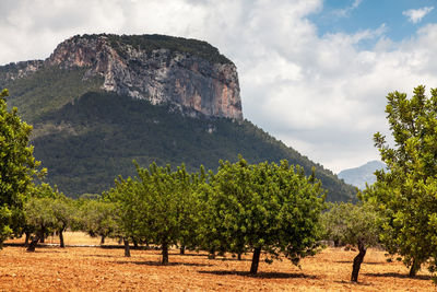 Trees on field against sky