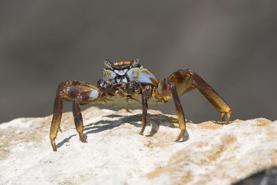 Sally lightfoot crab on a rock in the galapagos
