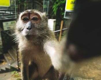 Portrait of monkey in cage