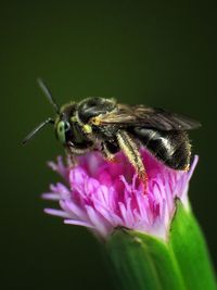 Close-up of bee pollinating on flower