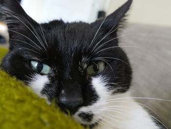 Close-up portrait of cat