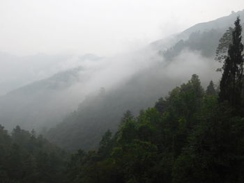 Scenic view of forest against sky