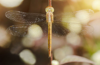 Close-up of dragonfly on twig