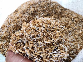 Close-up of dried plant