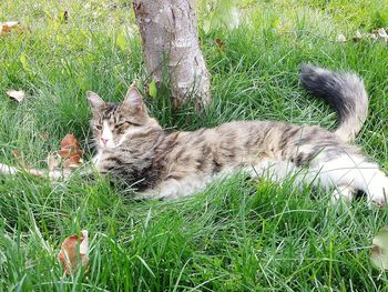 Portrait of cat relaxing on field