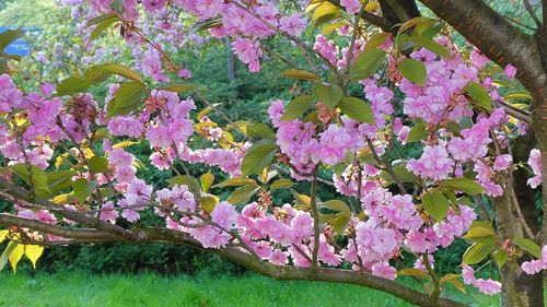 Close-up of pink flowering plants