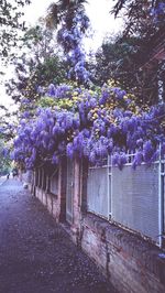 Purple flowers on tree