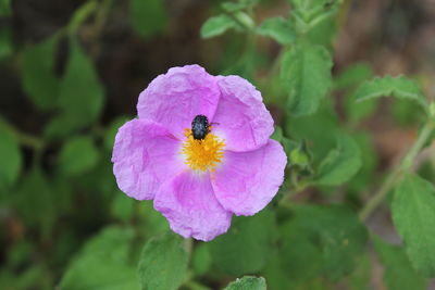 Close-up of honey bee pollinating on purple flower