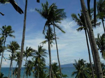 Palm trees against blue sky