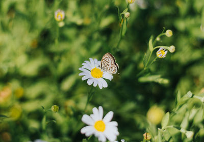 Close-up of butterfly pollinating on white flower