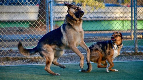 Dogs on fence