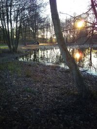 Scenic view of forest