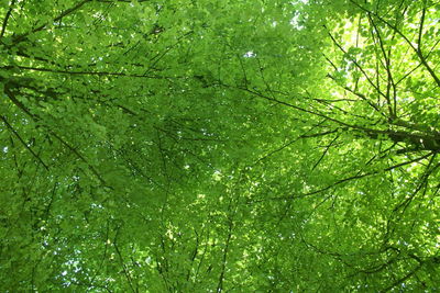 Full frame shot of trees