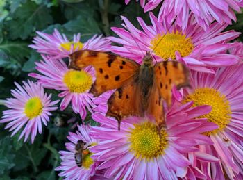 Close-up of butterfly pollinating on purple flower