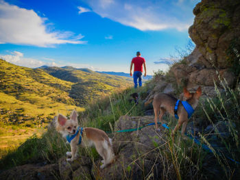 Dogs standing on rock while man walking in background