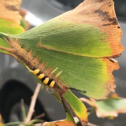 Close-up of insect on plant