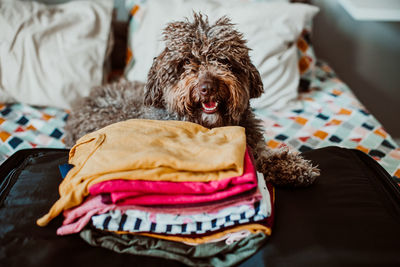 Portrait of dog relaxing on sofa at home