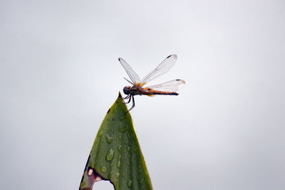 Close-up of butterfly on plant over white background