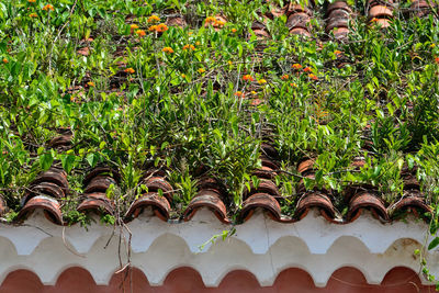 Full frame shot of plants on field