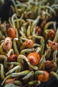 Close-up of vegetables