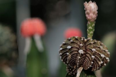 Close-up of flowering plant