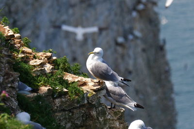 Seagull perching on rock