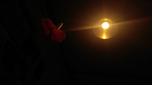 Close-up of flower against blurred background