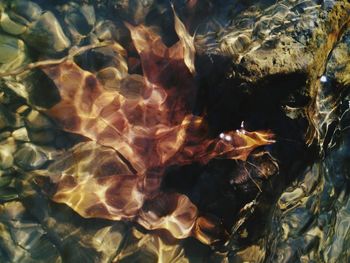 Close-up of fish swimming in lake