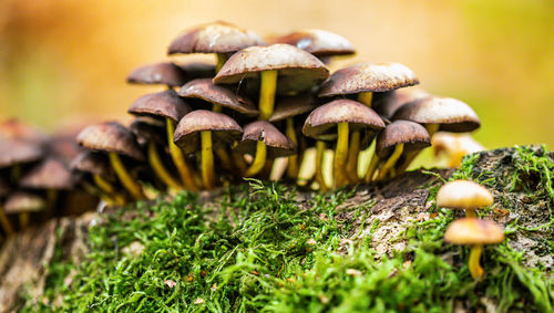 Close-up of mushrooms growing on field