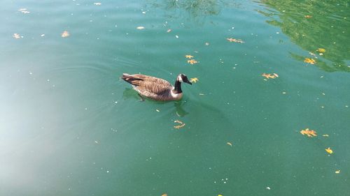 High angle view of ducks swimming on lake