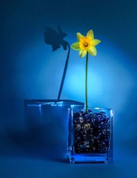 Yellow daffodil in vase against wall